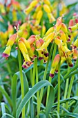 LACHENALIA ALOIDES GLAUCA