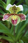 PAPHIOPEDILUM HYBRID; TENDER ORCHID; DECEMBER