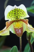 PAPHIOPEDILUM HYBRID