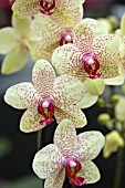 PHALAENOPSIS SOGO LISA