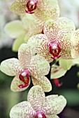 PHALAENOPSIS SOGO LISA