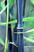 PHYLLOSTACHYS NIGRA