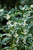 SARCOCOCCA CONFUSA