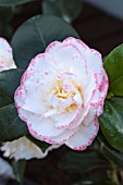 CAMELLIA  MARGARET DENIS PICOTEE