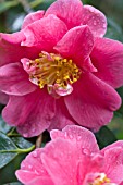 CAMELLIA RETICULATA CAPTAIN RAWES