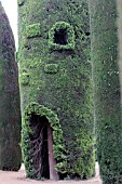 CUPRESSUS SEMPERVIVENS (STRICTA GROUP)