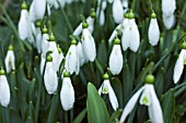 GALANTHUS  PLICATUS X NIVALIS