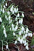 GALANTHUS CAUCASICUS