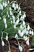 GALANTHUS CAUCASICUS