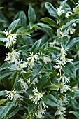 SARCOCOCCA CONFUSA