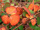 RUBUS FRUTICOSA (BLACKBERRY,  BRAMBLE)