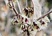 CHIMONANTHUS PRAECOX