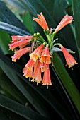 CLIVIA CAULESCENS NOBILIS