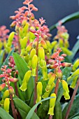 LACHENALIA ALOIDES RIEBEEK KASTEEL