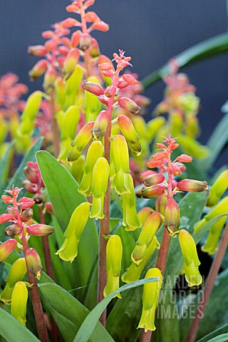 LACHENALIA_ALOIDES_RIEBEEK_KASTEEL