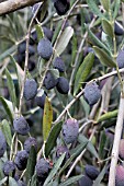 OLEA EUROPAEA PICUAL