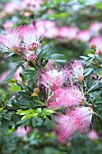 ALBIZIA JULIBRISSIN ROSEA