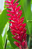 ALPINIA PURPURATA