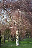 BETULA PENDULA