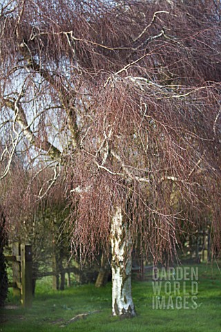 BETULA_PENDULA