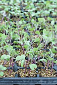 BRASSICA OLERACEA F1 RED PEACOCK