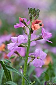 ERYSIMUM JENNY BROOK