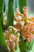 HYACINTHUS ORIENTALIS GYPSY QUEEN