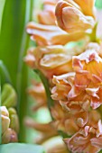 HYACINTHUS ORIENTALIS GYPSY QUEEN