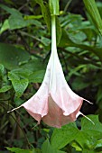 BRUGMANSIA VERSICOLOR ECUADOR PINK