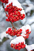 COTONEASTER X WATERER