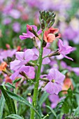 ERYSIMUM JENNY BROOK