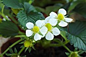 FRAGARIA VESCA ELSANTA