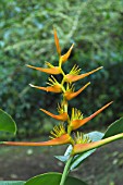 HELICONIA PSITTACORUM SUNSHINE