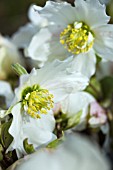 HELLEBORUS WHITE LADY