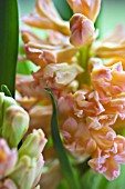 HYACINTHUS ORIENTALIS GYPSY QUEEN