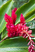 ALPINIA PURPURATA