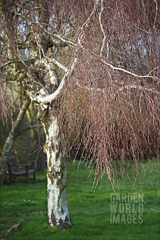 BETULA_PENDULA