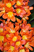 CLIVIA MINIATA