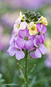 ERYSIMUM POEM PASTEL