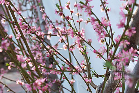 PRUNUS_PERSICA_NECTARINA_ROYAL_GEORGE