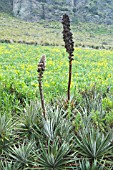 PUYA CLAVA-HERCULIS