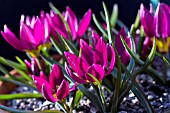 TULIPA HUMILIS VIOLACEA