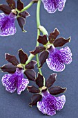 ZYGOPETALUM ALAN GREENWOOD X JOHN BANKS