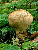 SCLERODERMA VERRUCOSUM (EARTHBALL)