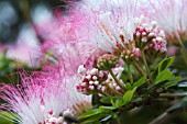 ALBIZIA JULIBRISSIN ROSEA