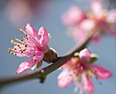 PRUNUS PERSICA NECTARINA ROYAL GEORGE