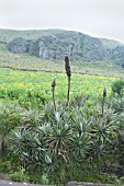 PUYA CLAVA-HERCULIS