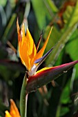 STRELITZIA REGINAE