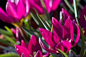 TULIPA HUMILIS VIOLACEA