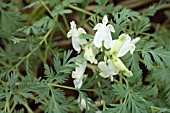 DICENTRA CANADENSIS